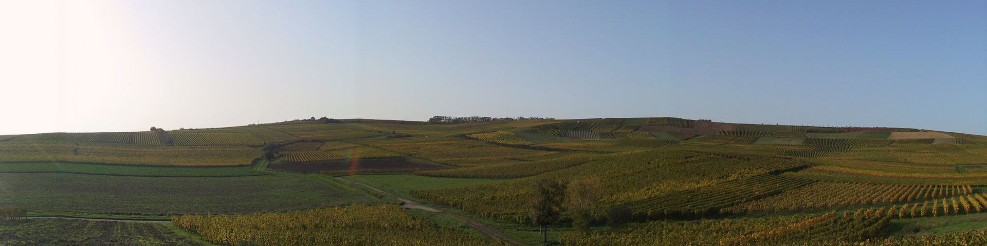 Im „Land der 1000 Hügel“ liegen unsere Weinberge.