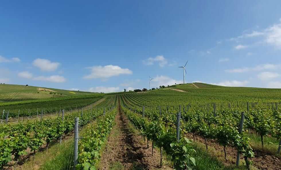 Rheinhessen ist mit seinen 26.000 Hektar Rebfläche das größte und sonnenverwöhnteste Weinbaugebiet Deutschlands